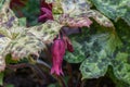 Mayapple Podophyllum peltatum Spotty Dotty with ending dark red flower